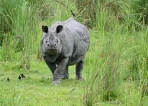 India’s Wildlife Comeback: A Conservation Success Story