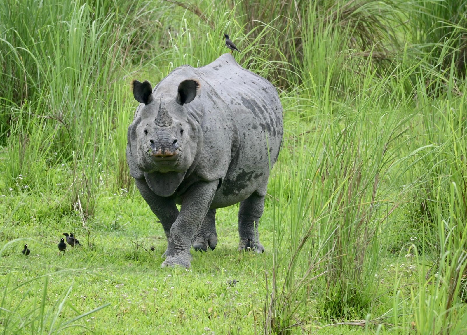 One-horn Assam Rhino